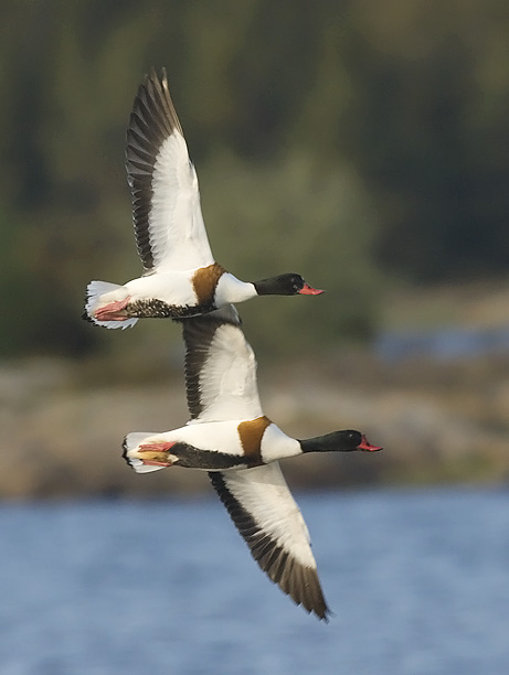 Ristisorsa, Common Shelduck, Tadorna tadorna